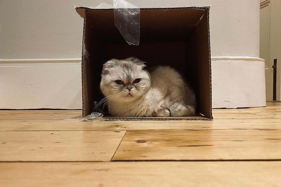 A gata de Taylor Swift