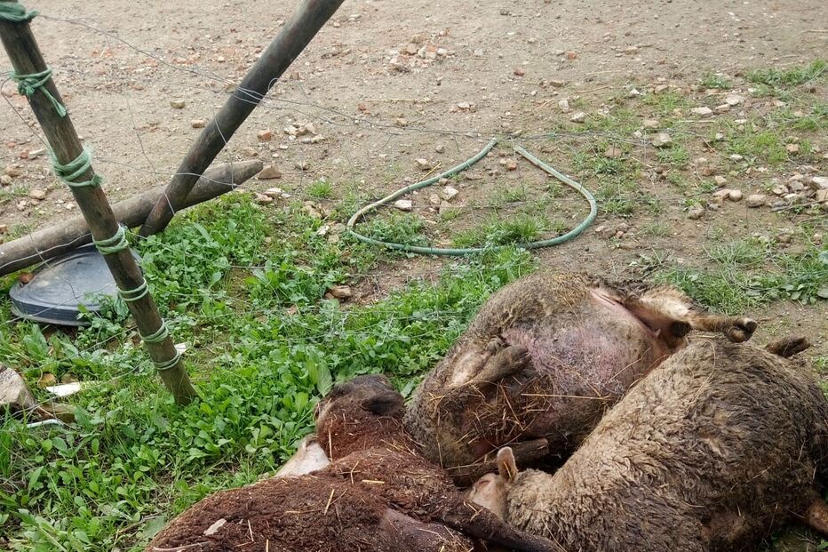 Quatro das ovelhas mortas