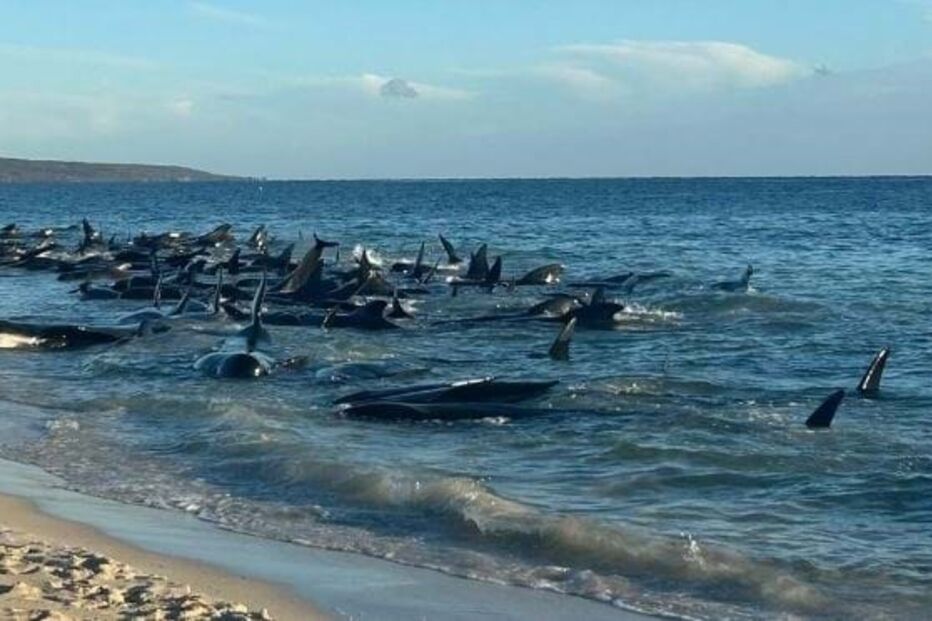 Dezenas de baleias-piloto encalham na costa oeste da Austrália
