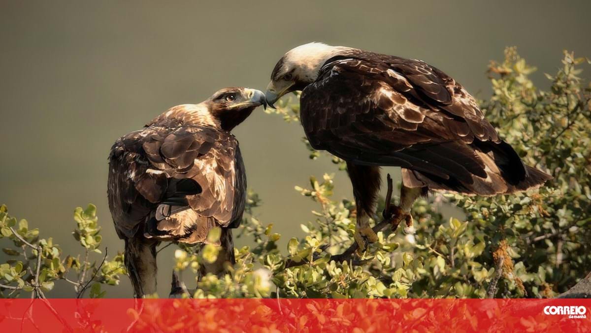 Espécie de águia ameaçada abandona ninho devido a obras em Castelo Branco