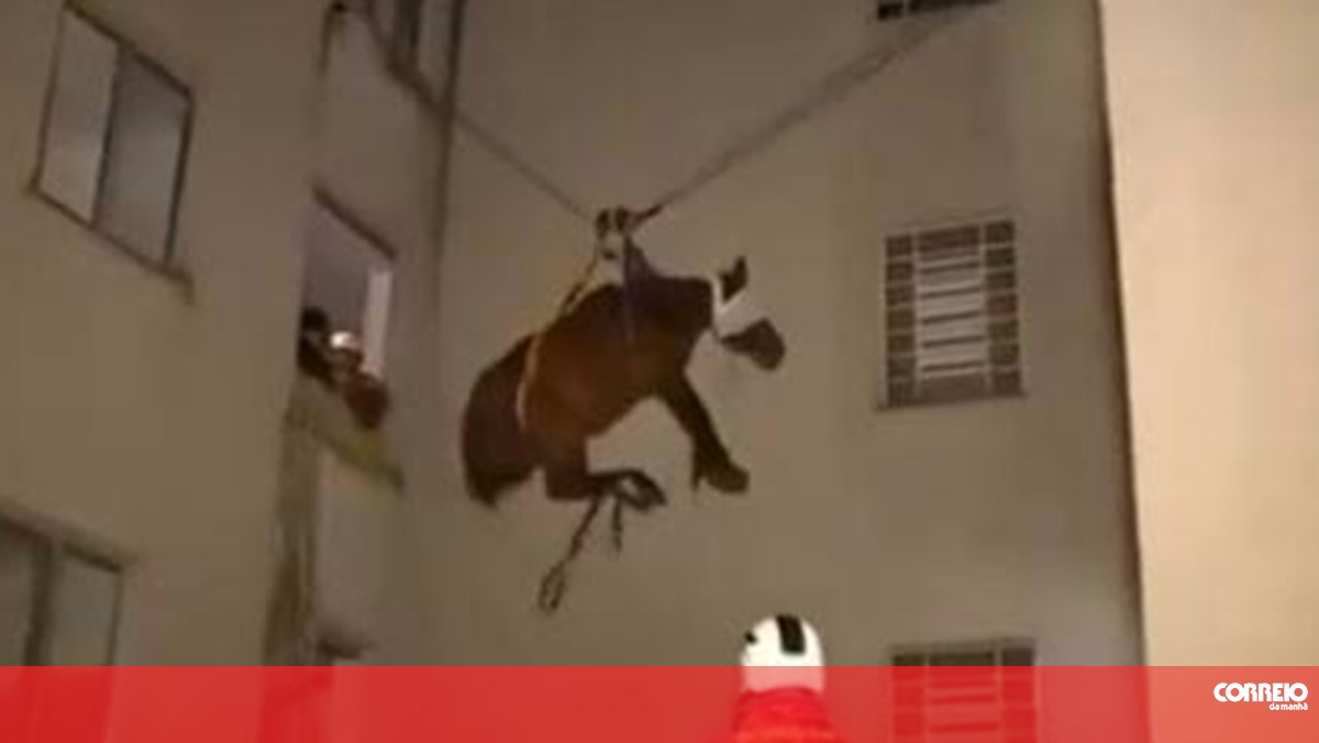 Égua resgatada por janela de terceiro andar de prédio em cidade inundada no sul do Brasil. Veja o momento – Mundo
