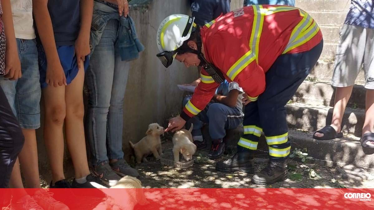 Bombeiros resgatam cinco cães bebés de poço em Gaia – Portugal