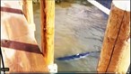 Imagens mostram tintureiras com 2,5 metros na lagoa de Óbidos