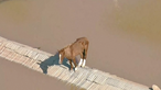 Cavalo fica preso em telhado durante cheias no Brasil