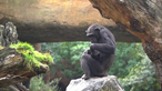 Chimpanzé de luto choca visitantes de zoo ao carregar bebé morto durante meses 