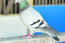 Pomba 'Beatriz 007' é campeã