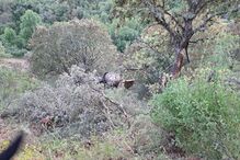 Homem morre em acidente de trator