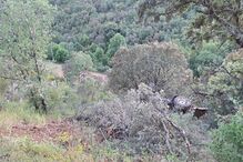 Homem morre em acidente de trator