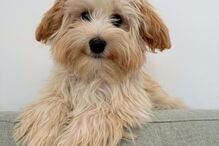 Farofa, o cão de Wandson