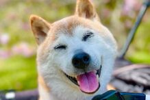 Kabosu tinha 18 anos