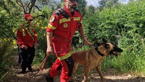 Equipas com cães e 'drones' procuram idoso desaparecido em Monchique