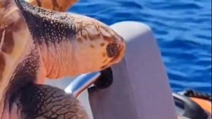 Tartaruga Carlinhos devolvida ao mar em Vila Nova de Gaia