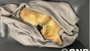 Resgatada raposa ferida por atropelamento em Mirandela