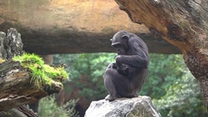 Chimpanzé de luto choca visitantes de zoo ao carregar bebé morto durante meses 