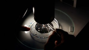 Microplásticos presentes em todos os testículos analisados em novo estudo