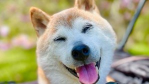 Morreu Kabosu, a cadela que virou meme e a cara de uma criptomoeda