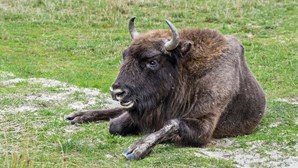 Castelo Branco recebe primeira manada de bisontes europeus em Portugal
