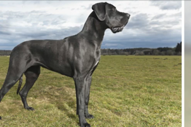 Mulher morre em ataque brutal de cão que chega aos 80 quilos