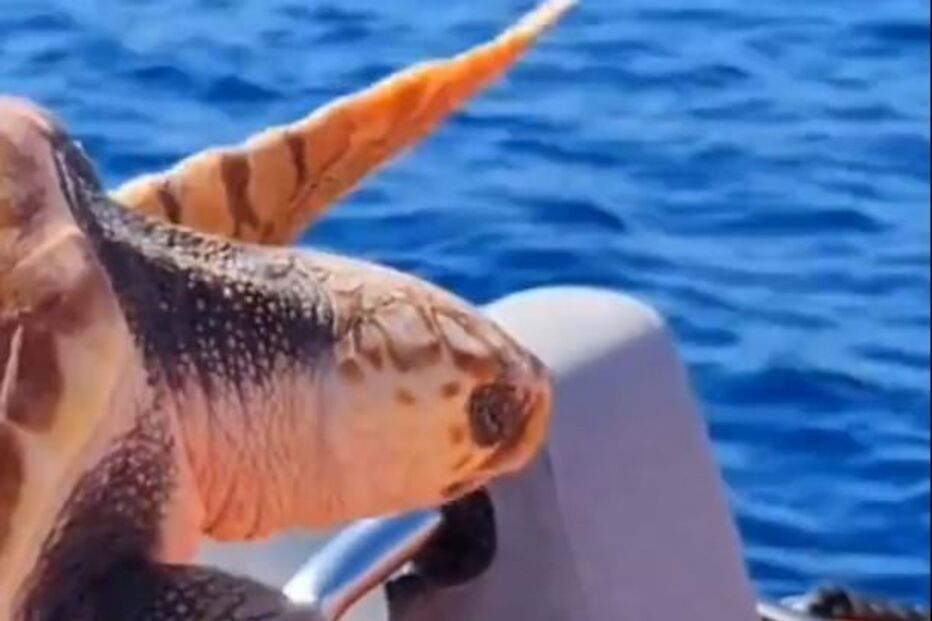 Carlinhos é devolvido ao mar