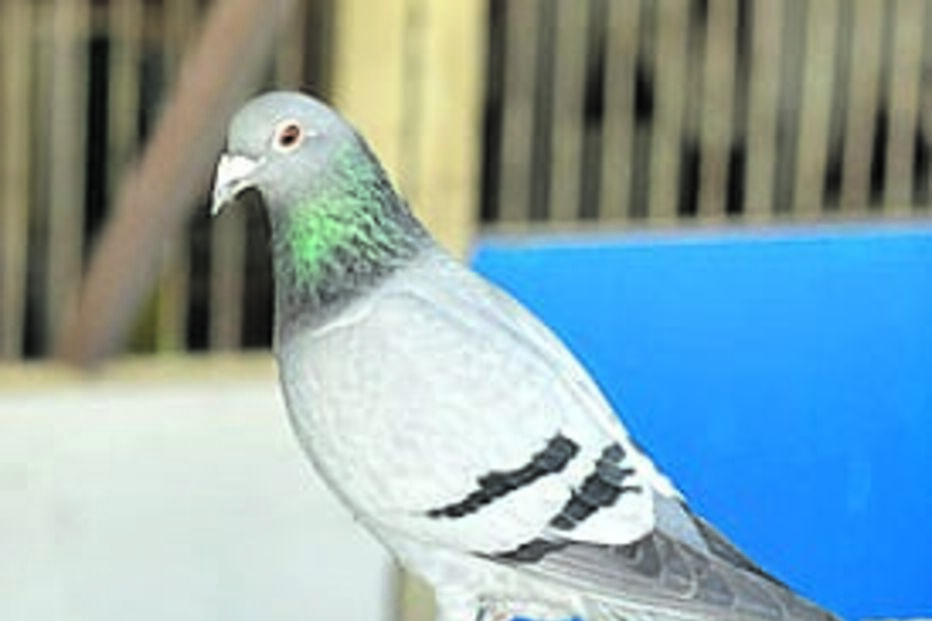 Pomba 'Beatriz 007' é campeã