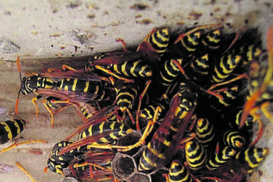 Insetos causam 7% dos casos