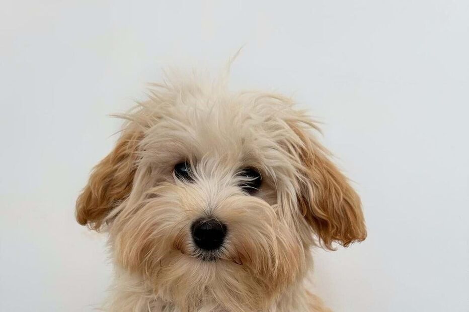 Farofa, o cão de Wandson