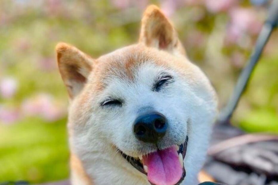 Kabosu tinha 18 anos