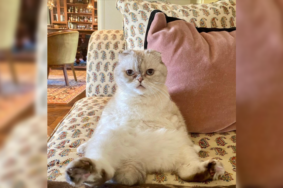 Gato da raça ‘Scottish Folds’ de Taylor Swift 