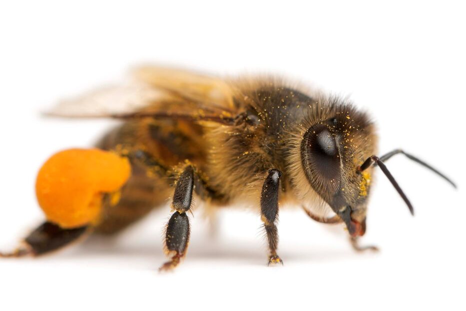 2024-05-27_12_37_44 western-honey-bee-european-honey-bee-apis-mellifera-carrying-pollen-front-white-background.jpg