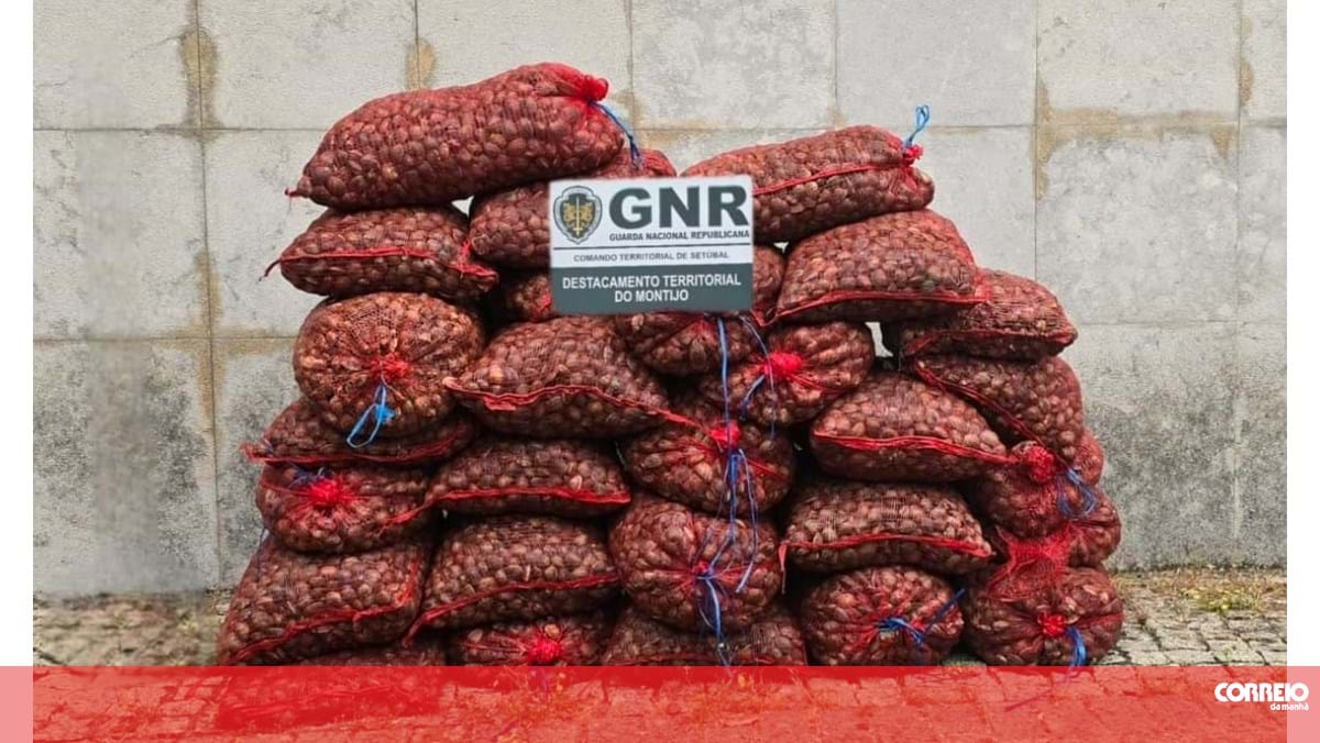 GNR apreendeu mais de 600 quilos de amêijoa-japonesa em Alcochete – Portugal