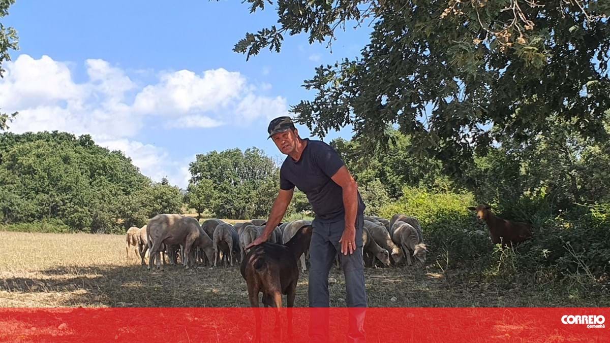 Cães vadios abandonados matam dezenas de ovelhas na Covilhã – Sociedade