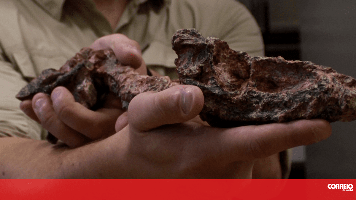 Descoberto no Brasil fóssil de réptil de era anterior à dos dinossauros – Vídeos