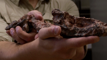 Descoberto no Brasil fóssil de réptil de era anterior à dos dinossauros