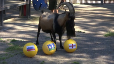 Cabra que é mascote do FC Colónia prevê vitória da Inglaterra sobre a Eslovénia