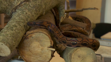 Cobra 'macho' surpreende e dá à luz 14 jiboias  