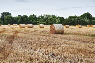 Feno x Seca x Agricultura x Alentejo x