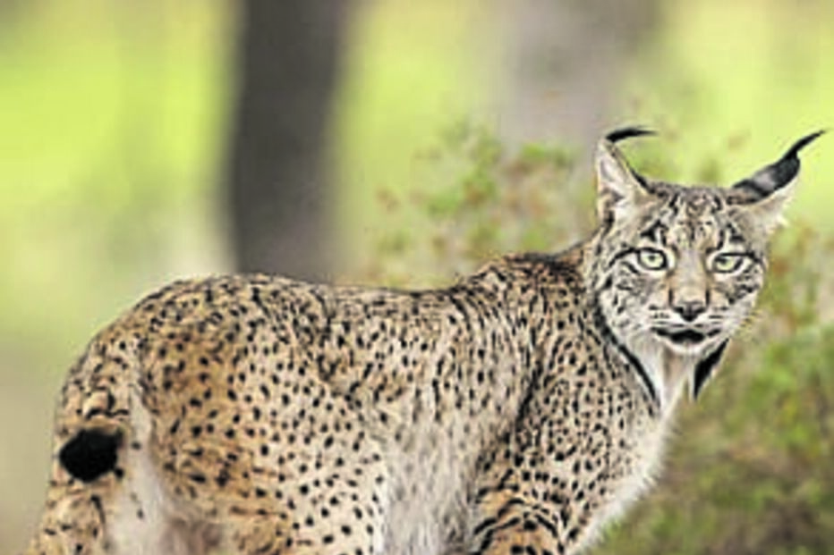 Em 2001 havia 62 linces-ibéricos; em 2022 já eram 648 espécimes adultos