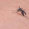 <![CDATA[ Aumento de doenças transmitidas por mosquitos serão "novo normal" na Europa ]]>
