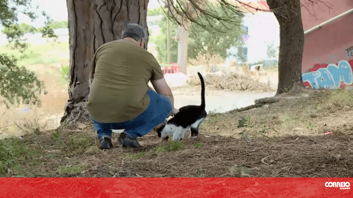 Investigado rapto de duas centenas de gatos da rua na margem sul do Tejo