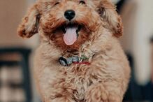 Francisca Cerqueira Gomes e Pierre Gasly apresentam novo membro da família 