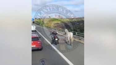 Cavalo à solta na A9 na zona de Belas