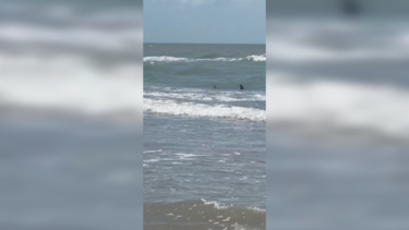 Tubarão avistado em praia no Texas
