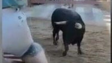 Touro provoca o pânico em Vila Franca de Xira