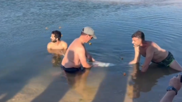 Tubarão preso na Lagoa de Santo André em Santiago do Cacém 