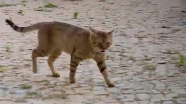 Investigado rapto de duas centenas de gatos da rua na margem sul do Tejo