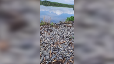 Autoridades mexicanas investigam morte em massa de peixes 