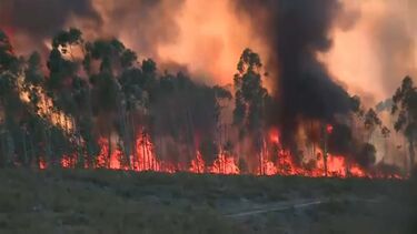 230 bombeiros e 10 meios aéreos combatem incêndio de grande dimensão em Pombal 