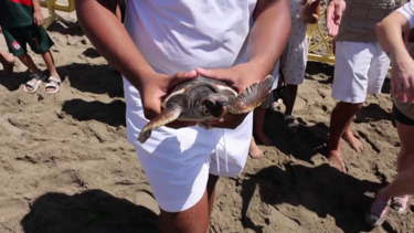 Tartarugas marinhas bebés libertadas um ano depois de nascerem