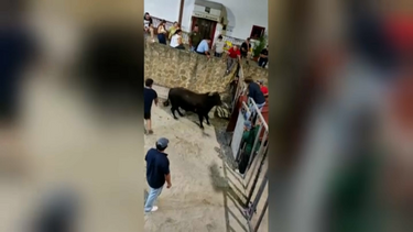 Homem gravemente ferido depois de ser colhido por touro em Portalegre