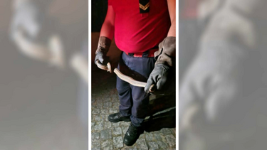  Cobra assusta moradores em Esposende 